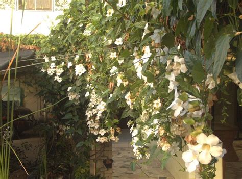 Top 10 Beautiful Climbing Plants for Fences and Walls | Climbing flowers, Climbing plants ...