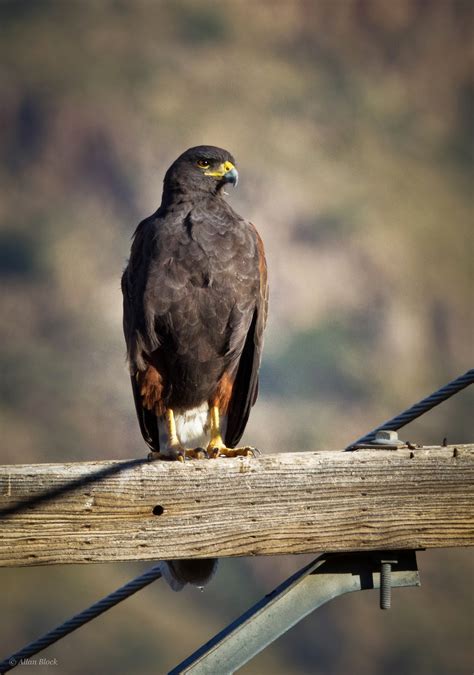 Feather Tailed Stories: Harris's Hawk