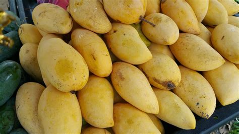 Xing Fu: 3 VARIETIES OF MANGOES