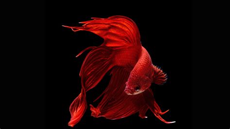 Stunning 4K Siamese Fighting Fish Wallpaper