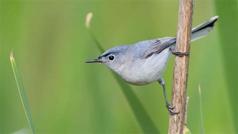 Blue-gray Gnatcatcher | Audubon Field Guide