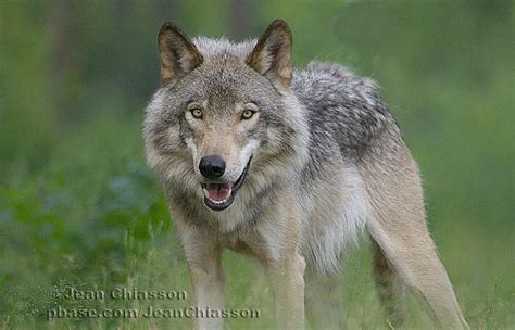 Eastern Timber Wolf | Wolf Species - Wolf's Life will go on | Wolf ...