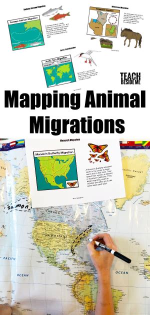 Mapping Animal Migrations - Teach Beside Me