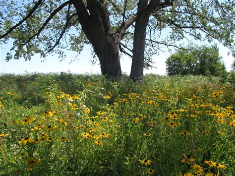 Native prairie in bloom at Pilot Knob restoration site in Mendota Heights, Minnesota. | Prairie ...