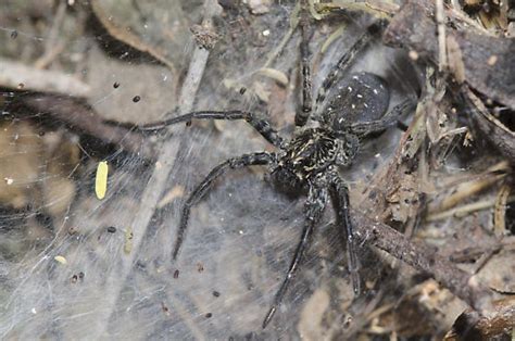 Funnel Web Wolf Spider - Sosippus texanus - BugGuide.Net