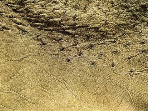 Ostrich Skin Texture Close-up in Detail Stock Photo - Image of natural ...