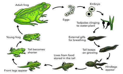 The life cycle of a frog