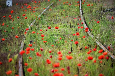 Red Poppies Green Grass Railway - Free photo on Pixabay - Pixabay