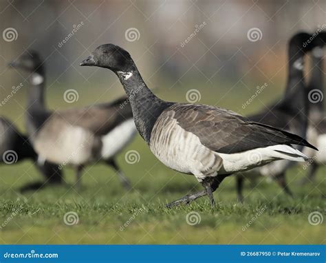 Brant goose stock photo. Image of atlantic, goose, detailed - 26687950