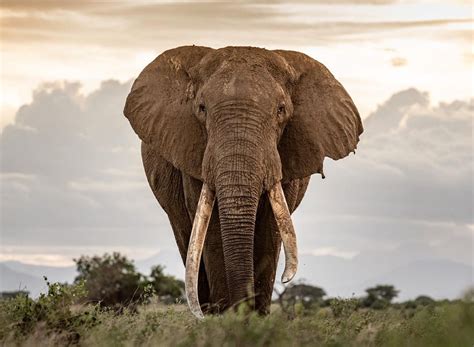 Elephant conservation Kenya: Elephant-naming ceremony announced - Tsavo ...