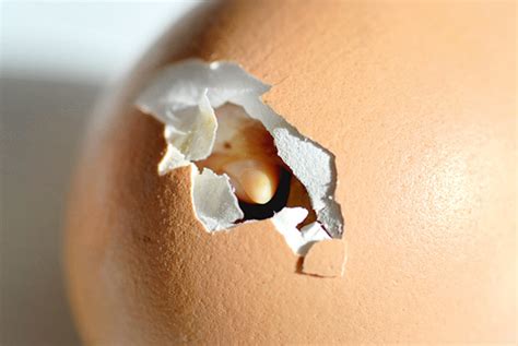 18 common problems with hatching eggs (and how to fix them)