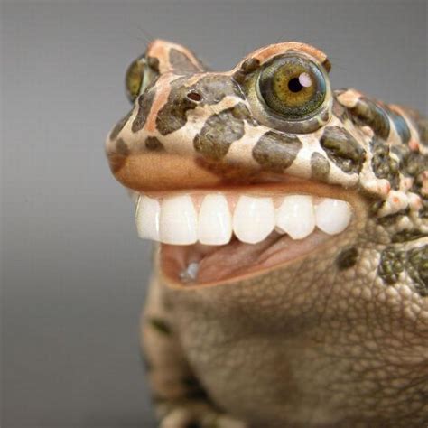 frog with BIG teeth | The best medicine. | Pinterest