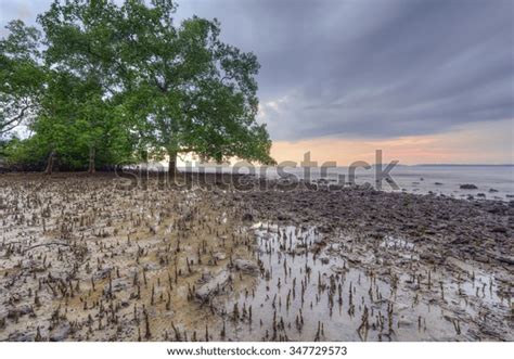 Mangrove Tree Beach During Cloudy Sunset Stock Photo 347729573 | Shutterstock