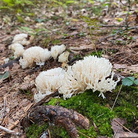 Coral Mushrooms – Coastal Rivers Conservation Trust