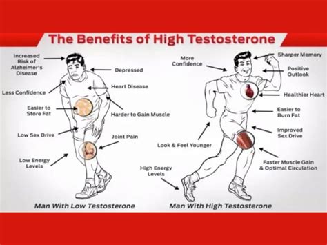 The Function and Importance of Testosterone - Alpha Medical