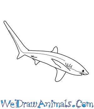 How to Draw a Thresher Shark