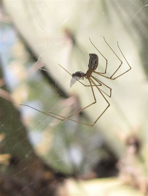 Bug Eric: Spider Sunday: Marbled Cellar Spider