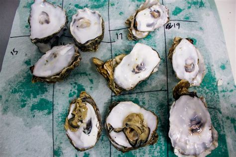 Ocean acidification impacts oysters’ memory of environmental stress