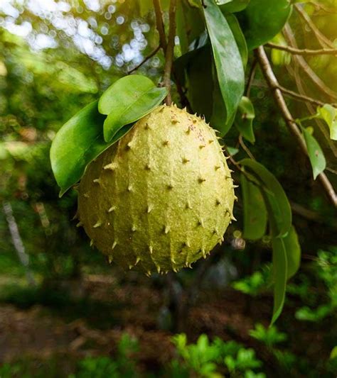 Soursop Juice Recipe For Cancer | Dandk Organizer