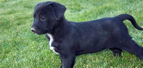 Everything You Need to Know About the Blue Heeler Lab Mix | Pet Side