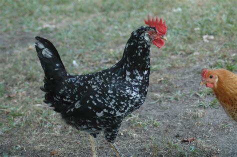 Ancona | BackYard Chickens - Learn How to Raise Chickens