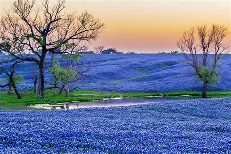 Ennis, Texas Bluebonnet Trails & Festival. April 1st-30th. | Small ...