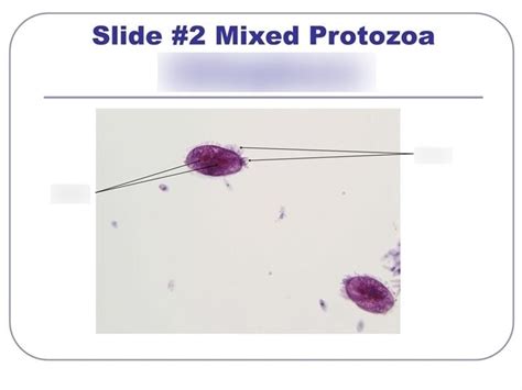 Ciliophora Diagram | Quizlet