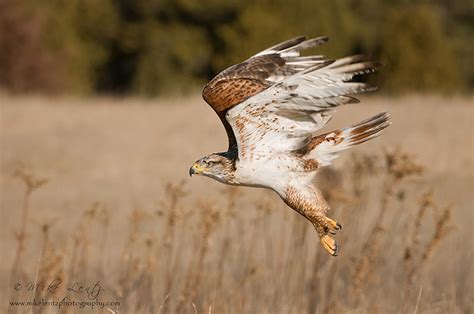 Ferruginous Hawk (Buteo regalis) in Explore Raptors: Facts, habitat, diet | The Peregrine Fund