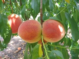 Twin Peaches | Peaches at the u-pick/pick-your-own Gregg Pea… | Flickr