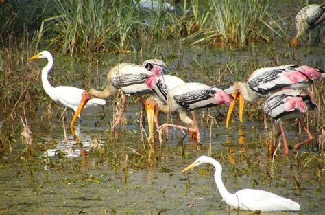 Keoladeo National Park, Bharatpur | When to Visit, Images & Videos, Guide