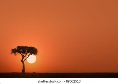 African Acacia Tree Sunset Stock Photo 89002513 | Shutterstock