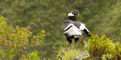 Cotopaxi National Park wildlife location in Ecuador, Latin America | Wildlife Worldwide