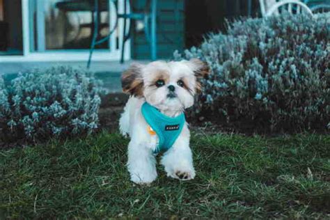 45+ Summer Shih Tzu Haircuts Puppy Cut - l2sanpiero