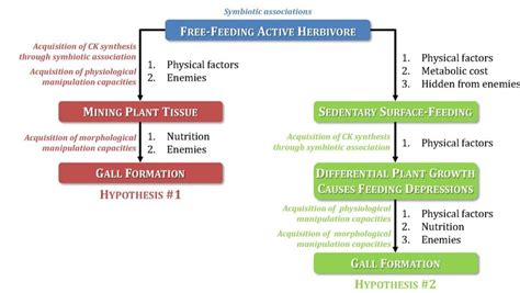 13. The two routes to gall formation from free-feeding active ...