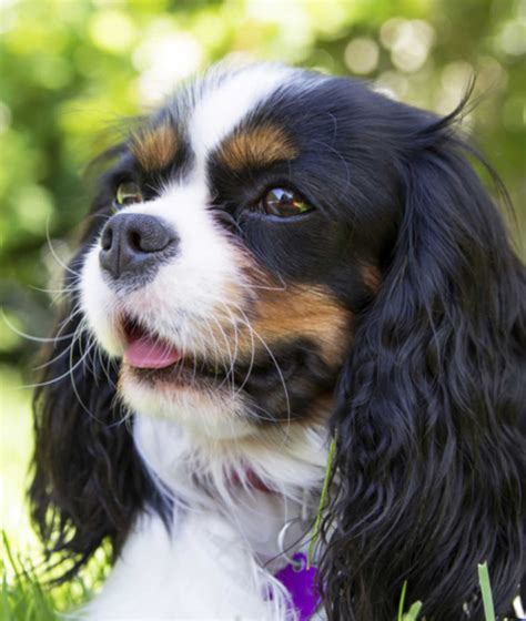 10 Cool Facts About Cavalier King Charles Spaniels | King charles cavalier spaniel puppy ...