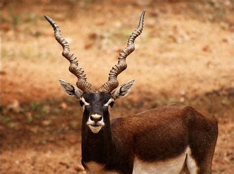 DNA of Words शब्दों का डीएनए: Words for deer, reindeer, stag, hangul, chinkara हिरण, रेंडियर ...