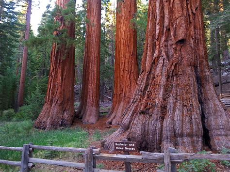 Mariposa Grove of Giant Sequoias - Yosemite National Park (U.S. National Park Service)