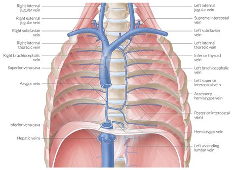 Thoracic Cavity Anatomy Posterior