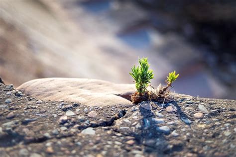 Premium Photo | Inspirating close up photo of a small sprout breaking ...