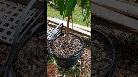 Growing mango trees in pots 🍑🍈🍊🍏🍎 - YouTube