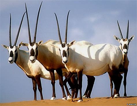 Arabian oryx ~ Everything You Need to Know with Photos | Videos