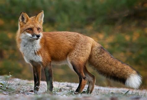 La volpe rossa, maestra di sopravvivenza - BioPills