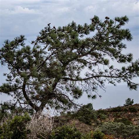 Torrey Pine Tree - One Green World