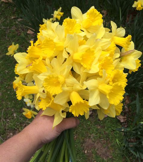 Daffodil Season in the Ozarks - Hawk Hill