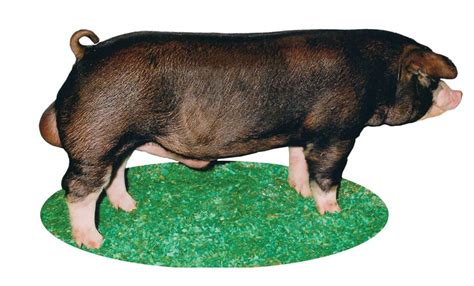 Top Eight Major Swine Breeds - Pork Checkoff