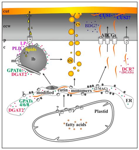 Cells | Free Full-Text | The Role of Cutinsomes in Plant Cuticle Formation