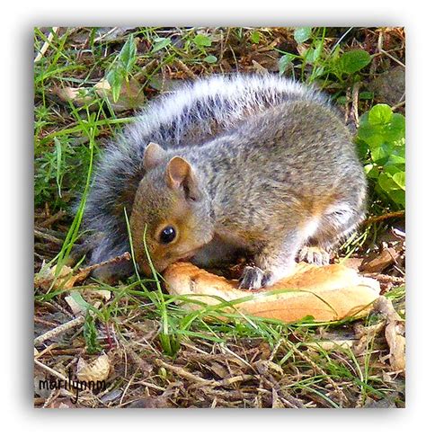 Baby Squirrel | I love baby animals! DO NOT USE MY PHOTO WIT… | Flickr