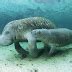 West African Manatee - Life of Sea