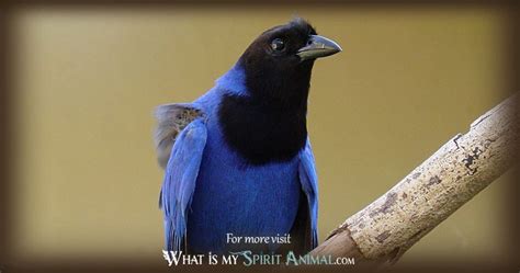 Magpie Symbolism & Meaning | Spirit, Totem, & Power Animal