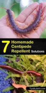 7 Homemade Centipede Repellent Solutions